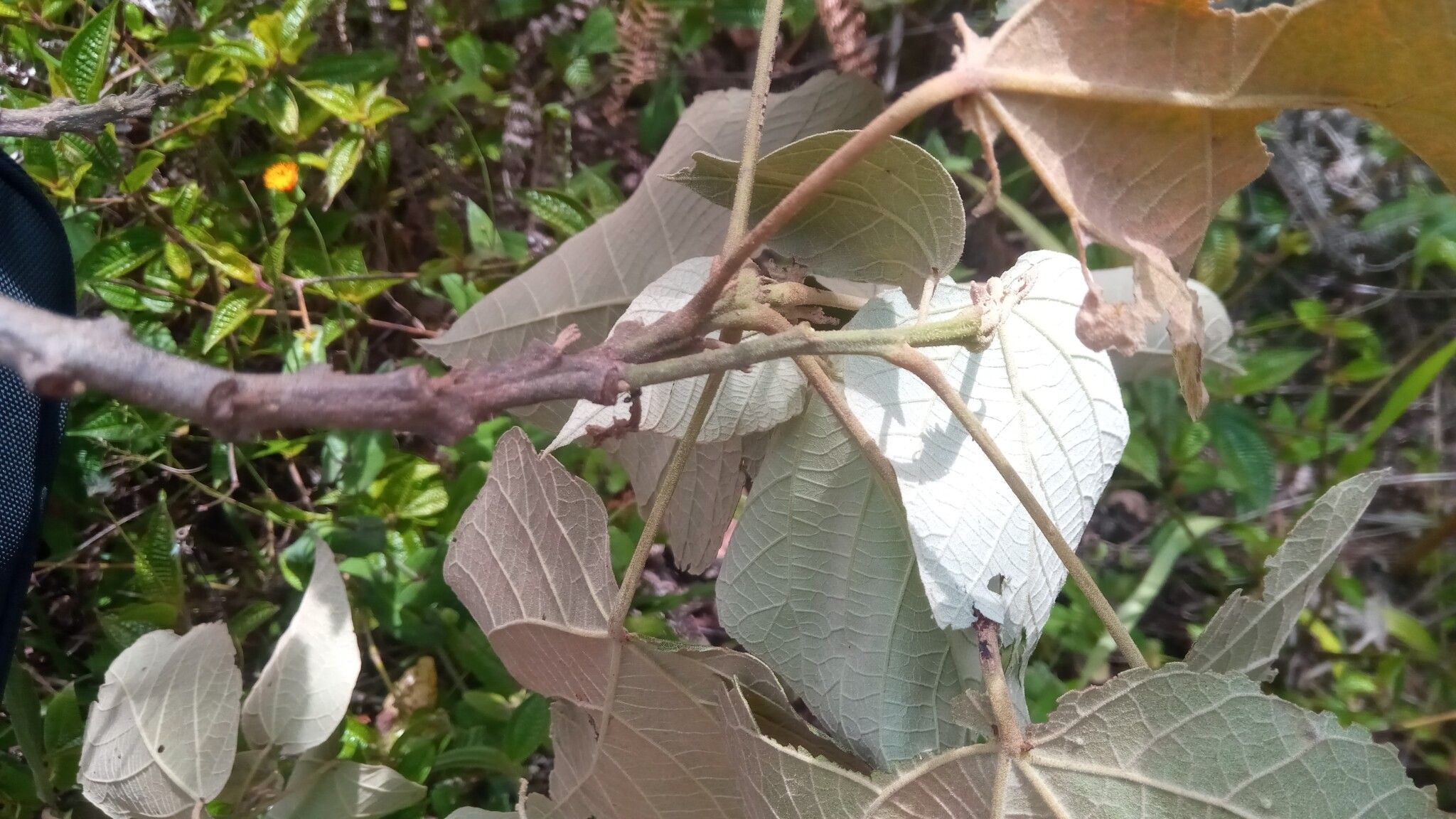 Croton mongue — houseplant care guide