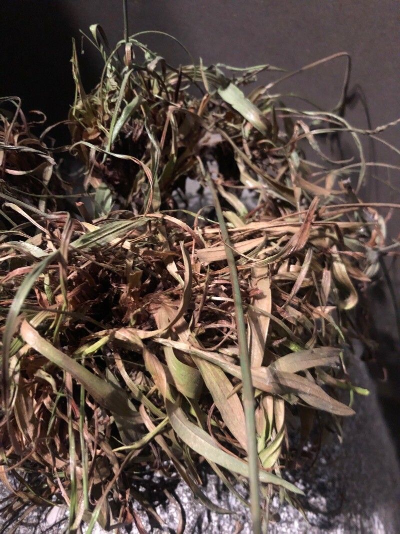 Armeria beirana — related species from the same genus