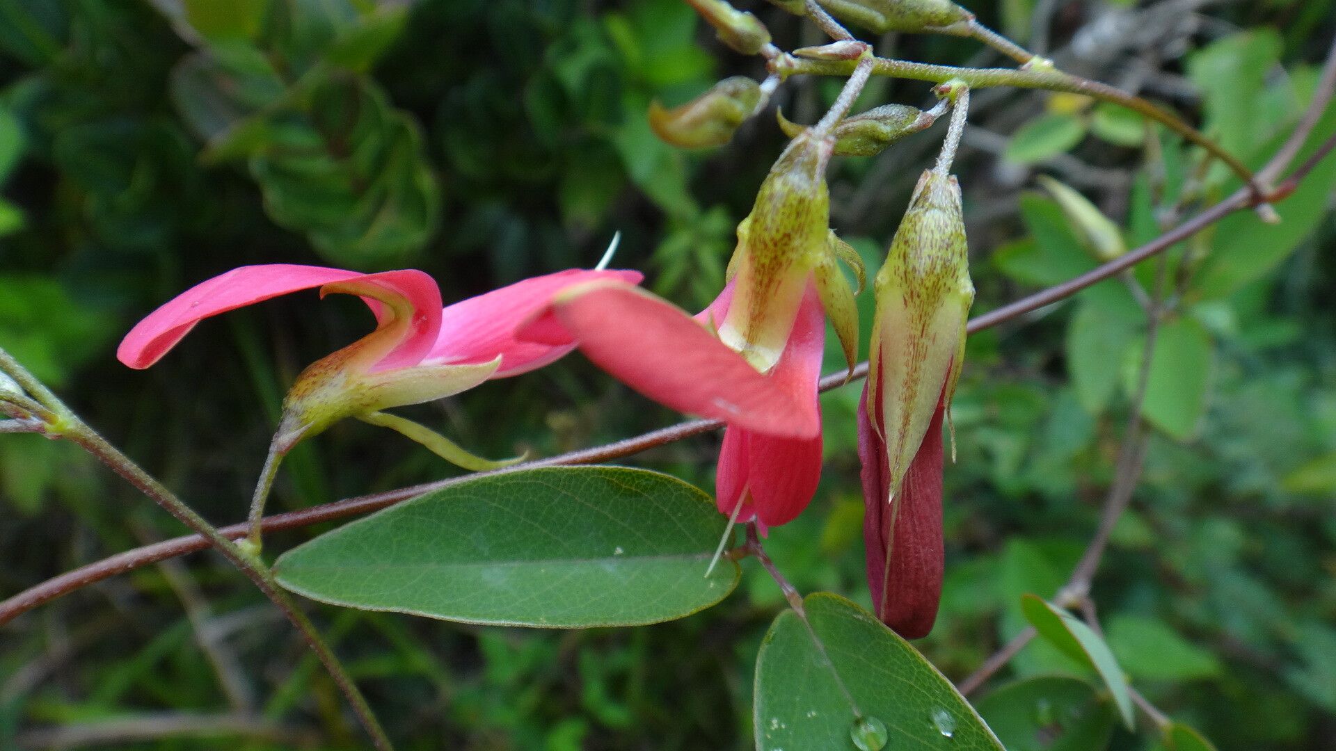 Galactia longiflora flower