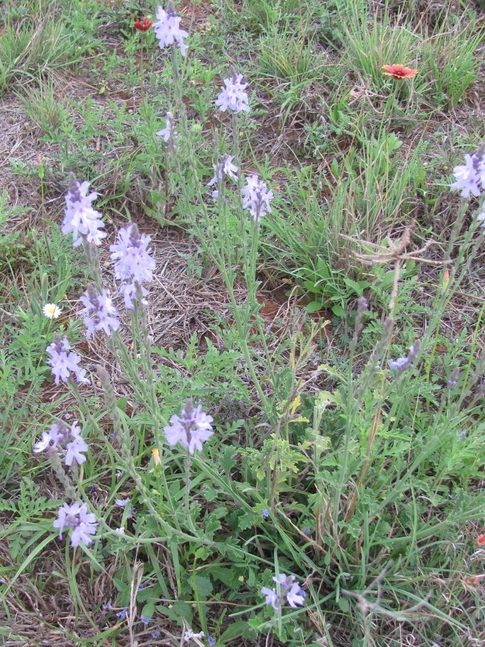 Verbena cloverae habit