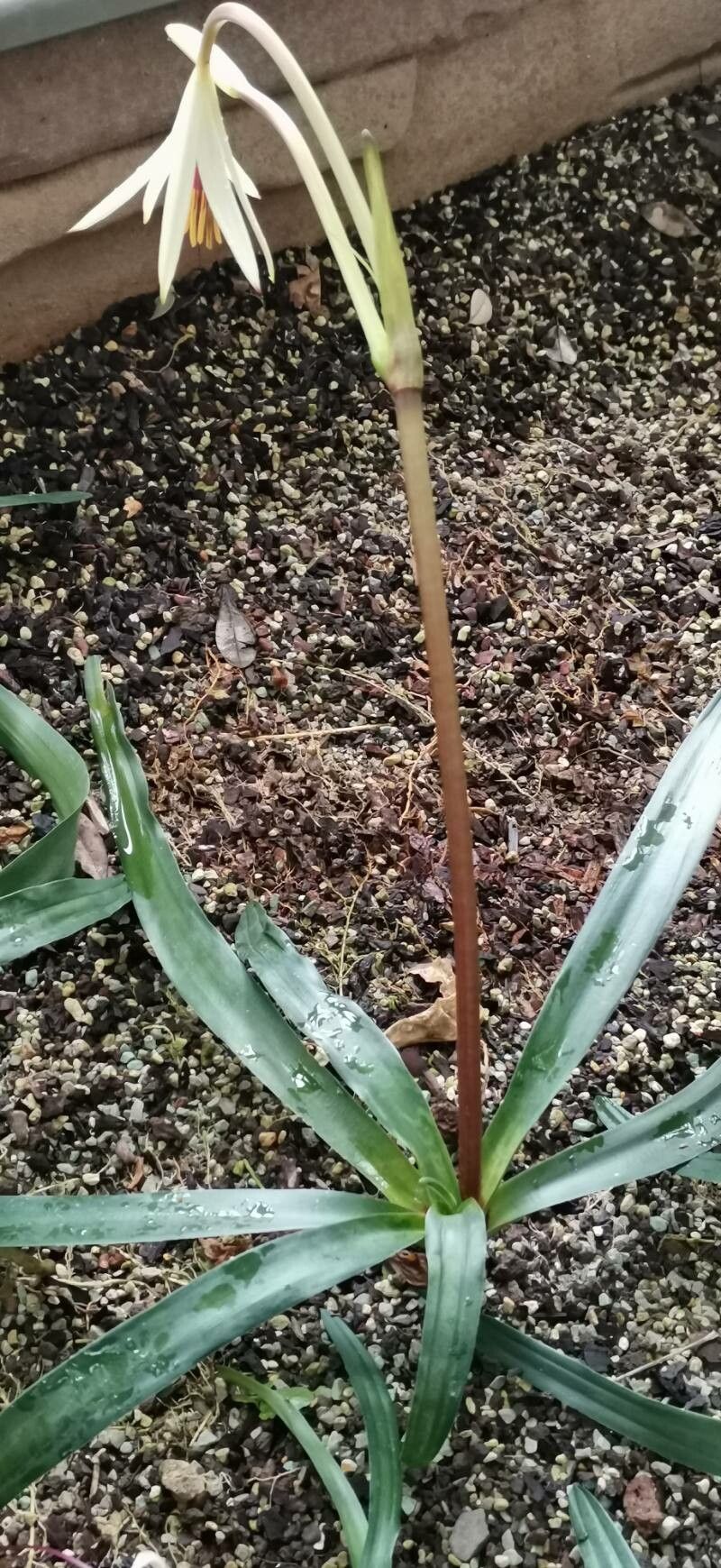 Crinum oliganthum habit