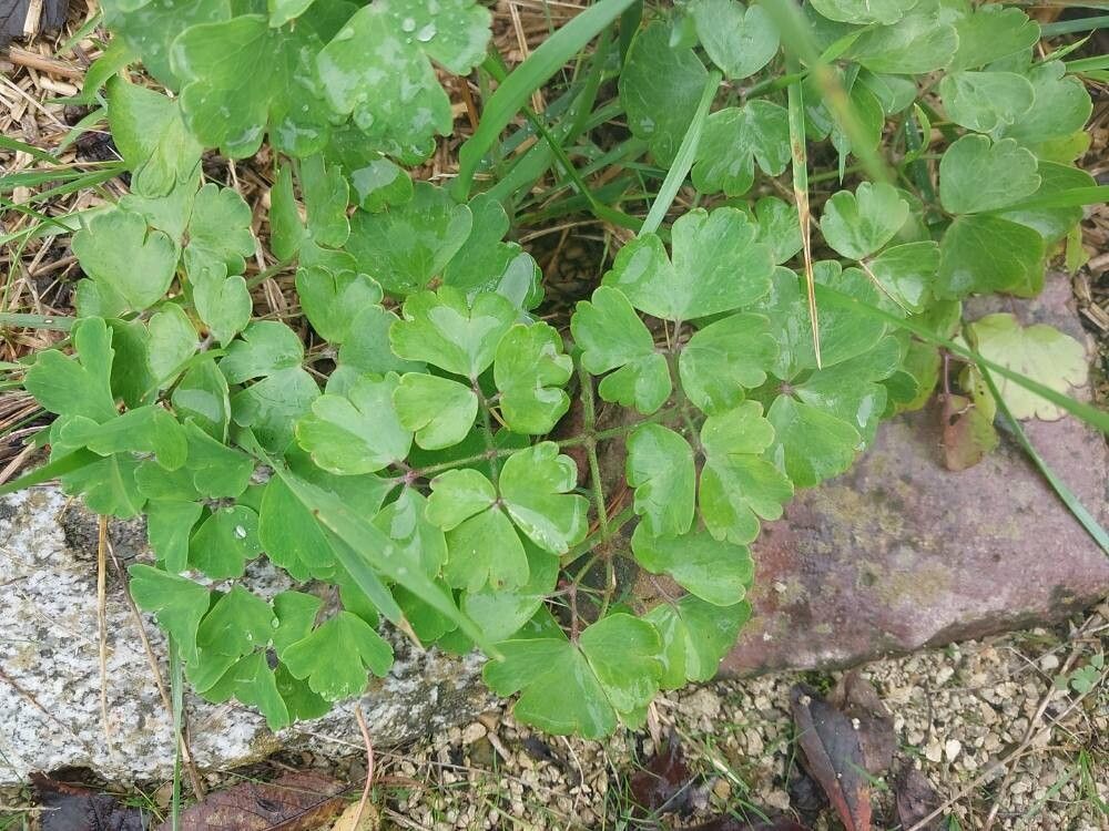 Festuca membranacea — houseplant care guide