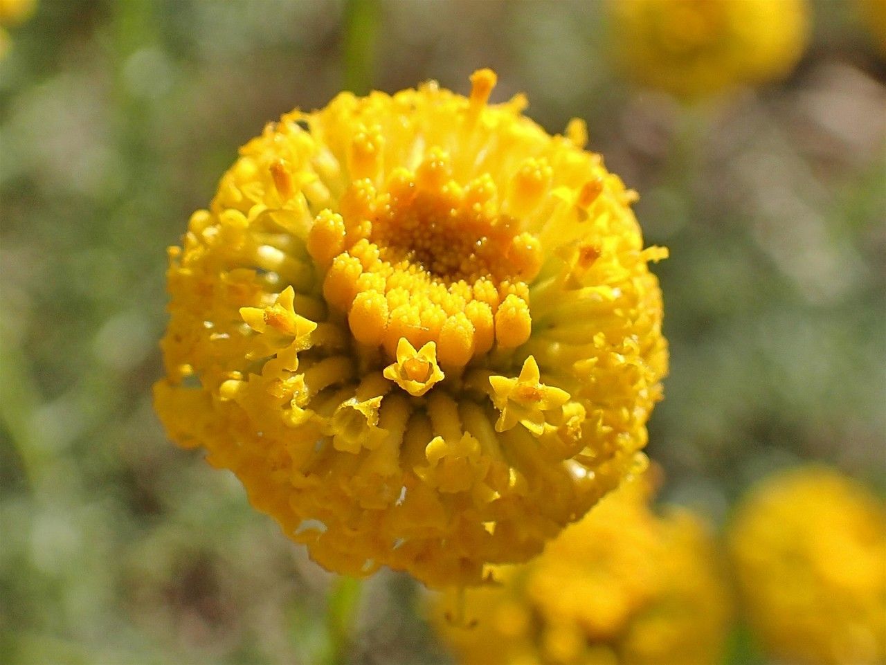 Santolina chamaecyparissus flower