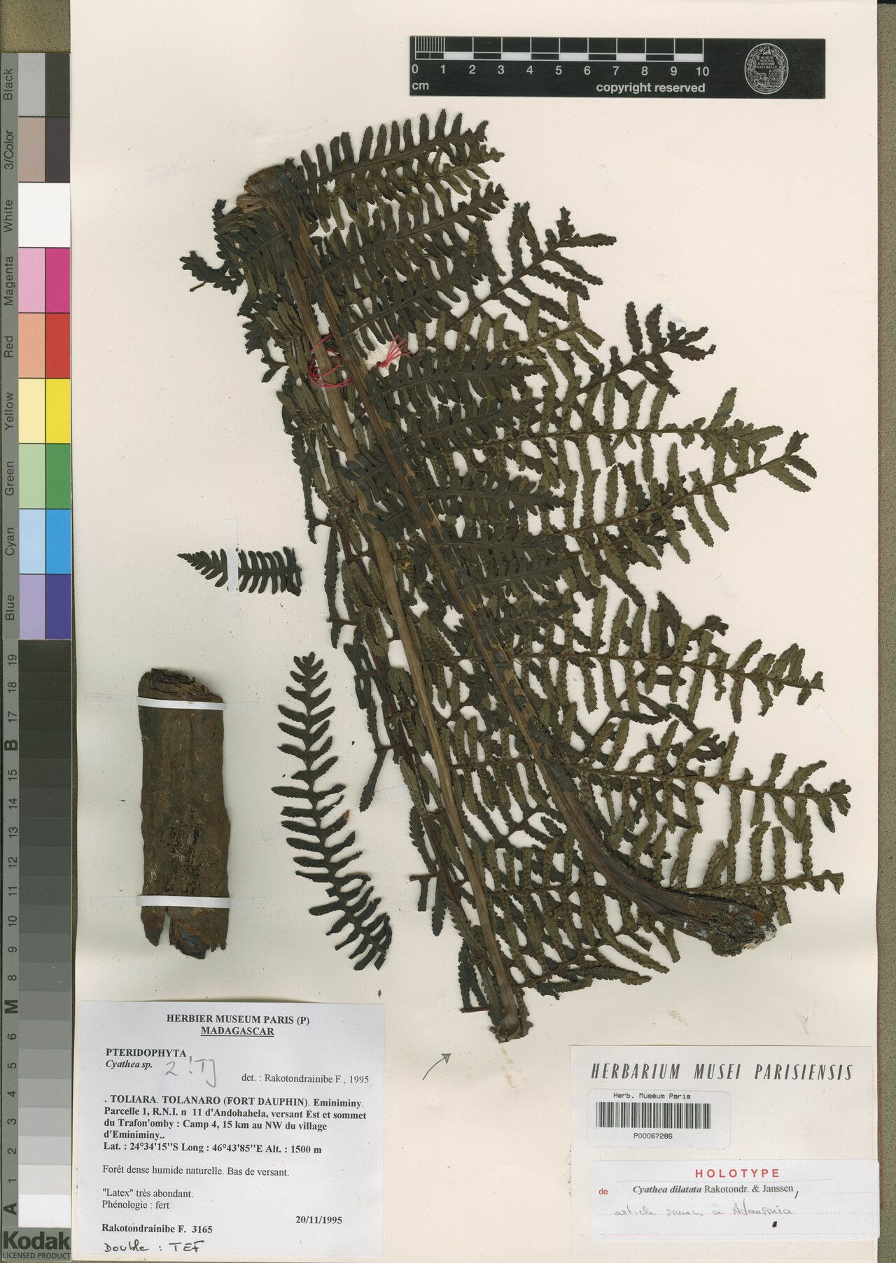 Alsophila dilatata — houseplant care guide