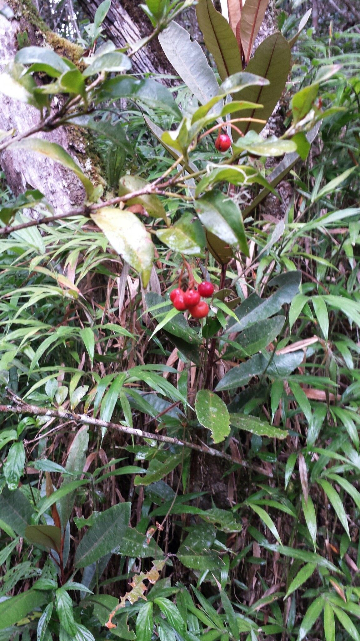 Ixora emirnensis habit