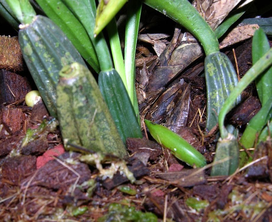 Maxillaria aciantha bark