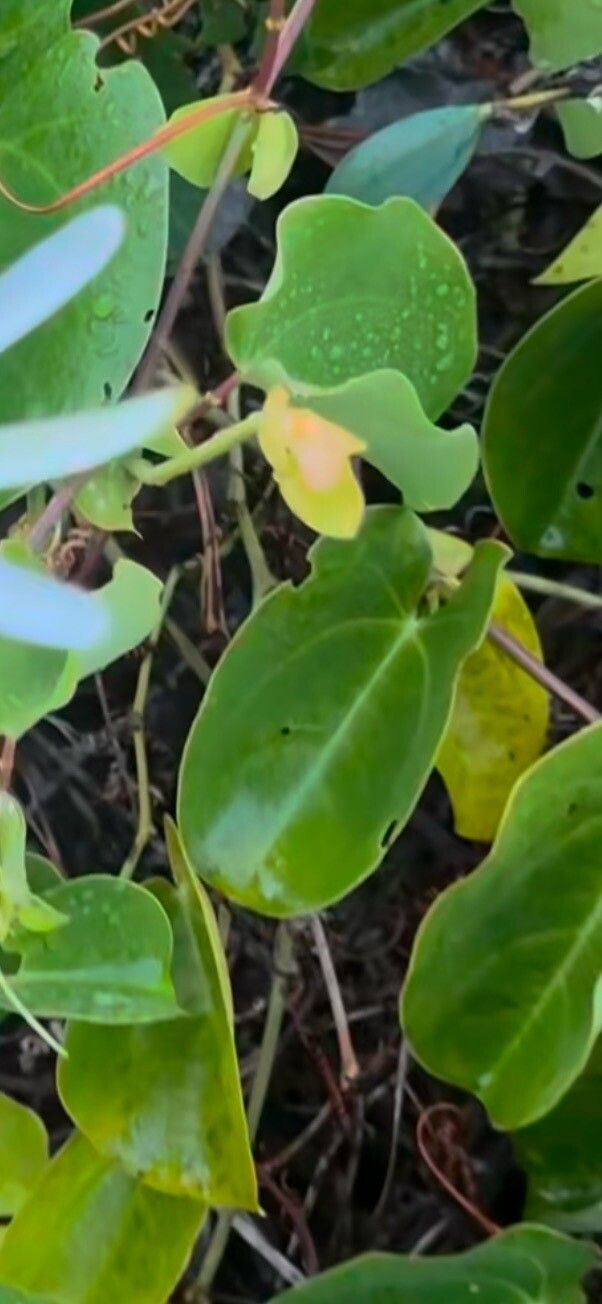 Passiflora silvestris — houseplant care guide