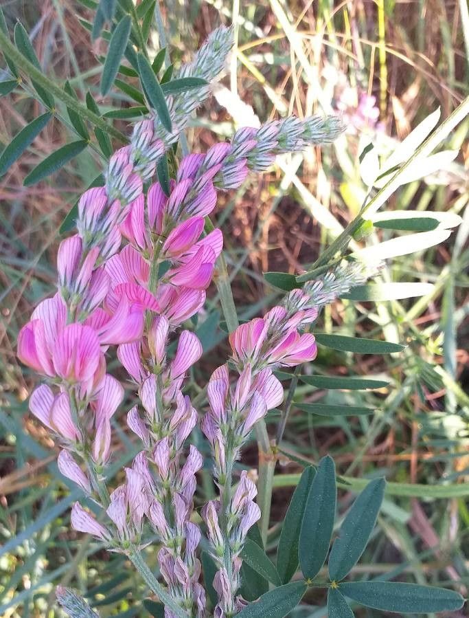Onobrychis viciifolia flower