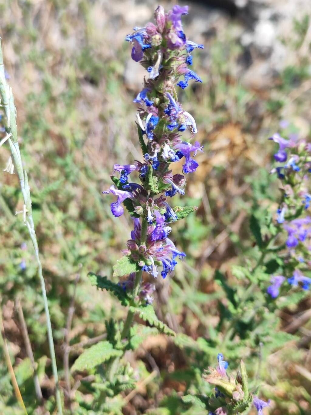 Nepeta foliosa flower