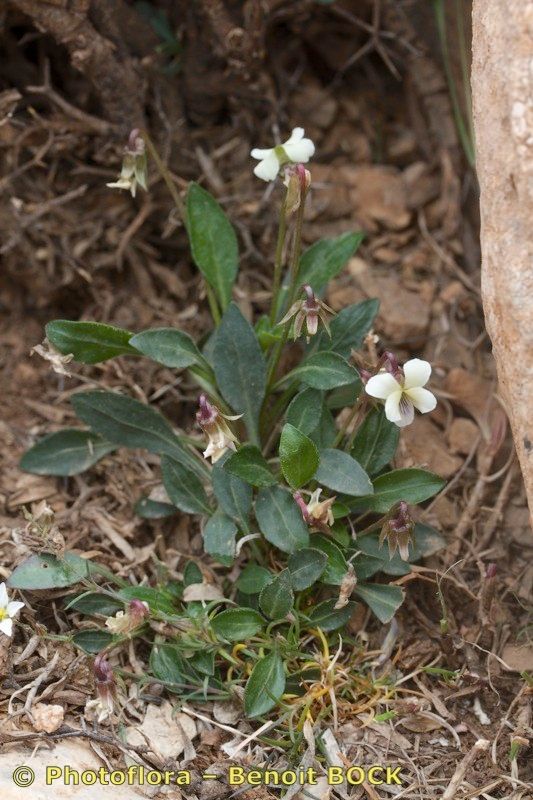 Viola saxifraga — houseplant care guide