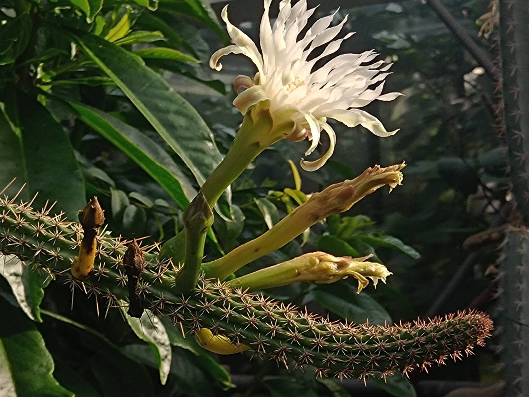 Praecereus saxicola flower