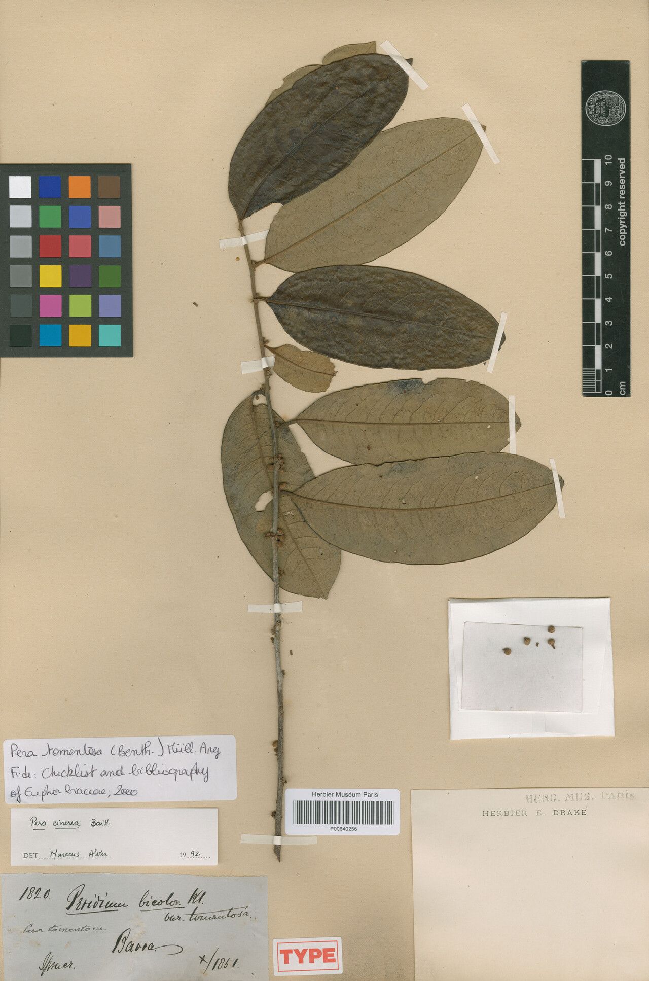 Pera bicolor — related species from the same genus