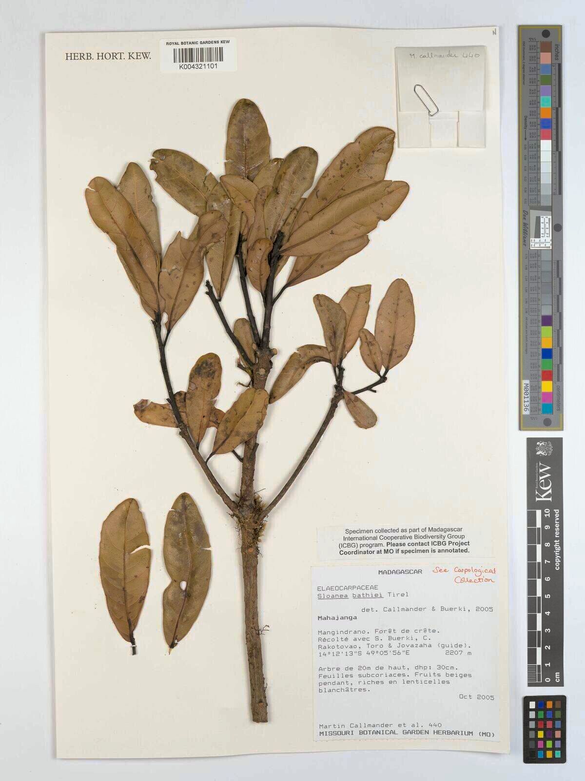 Sloanea bathiei — related species from the same genus