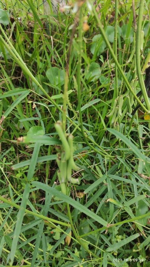 Crotalaria lanceolata fruit