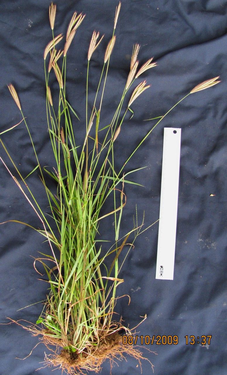 Chloris rufescens other