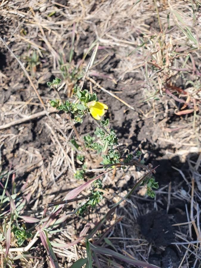 Justicia odora habit