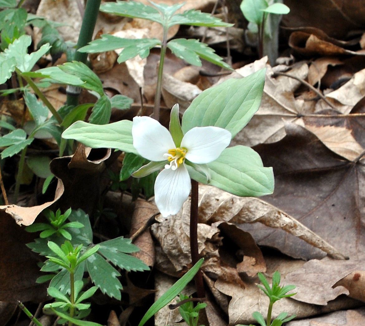Trillium nivale habit