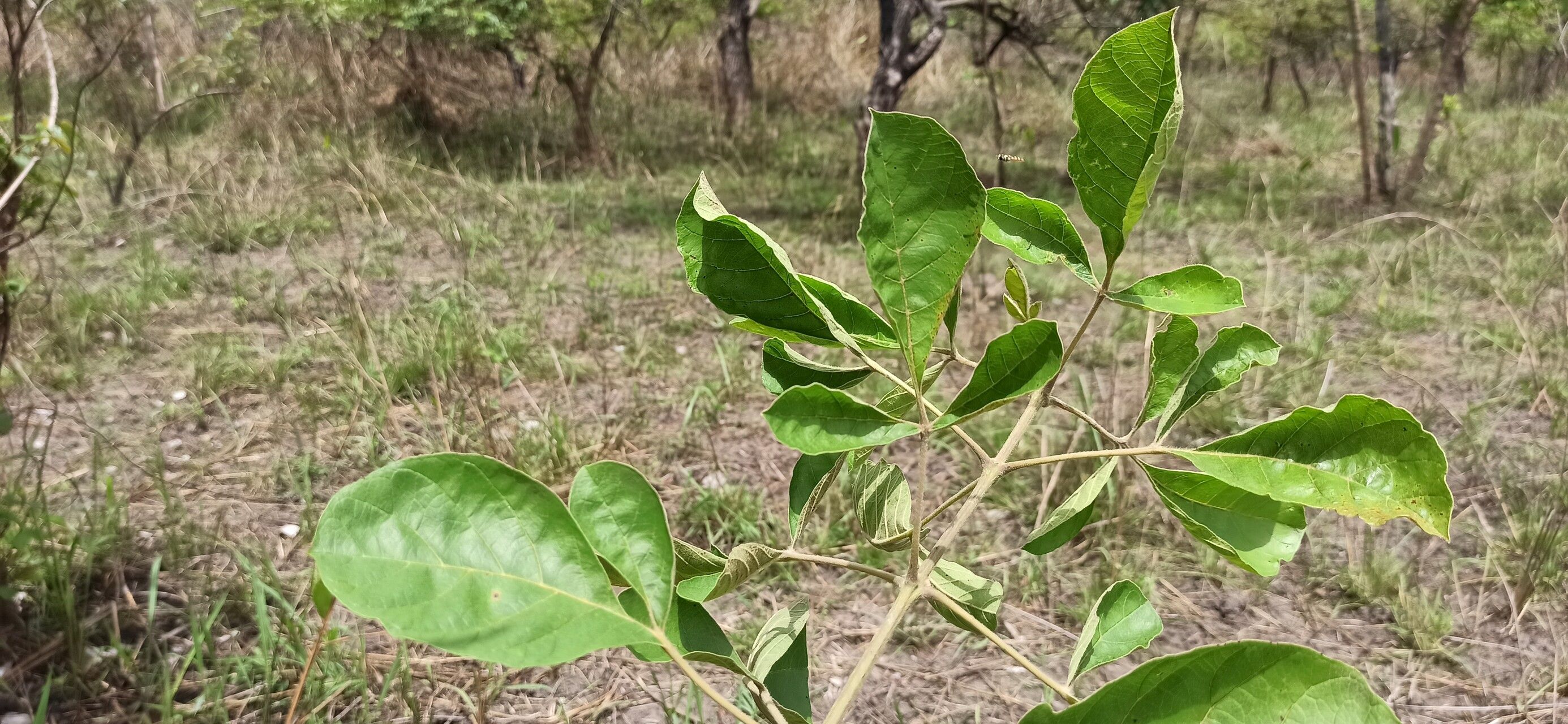 Vitex madiensis leaf