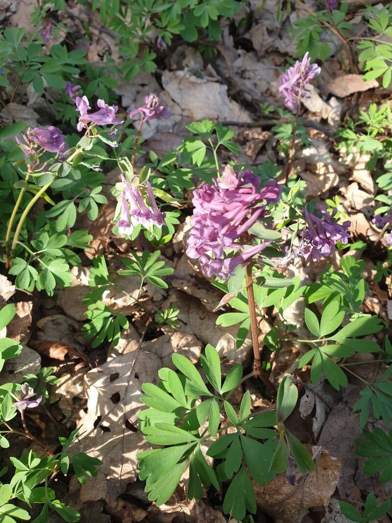 Corydalis × budensis — houseplant care guide