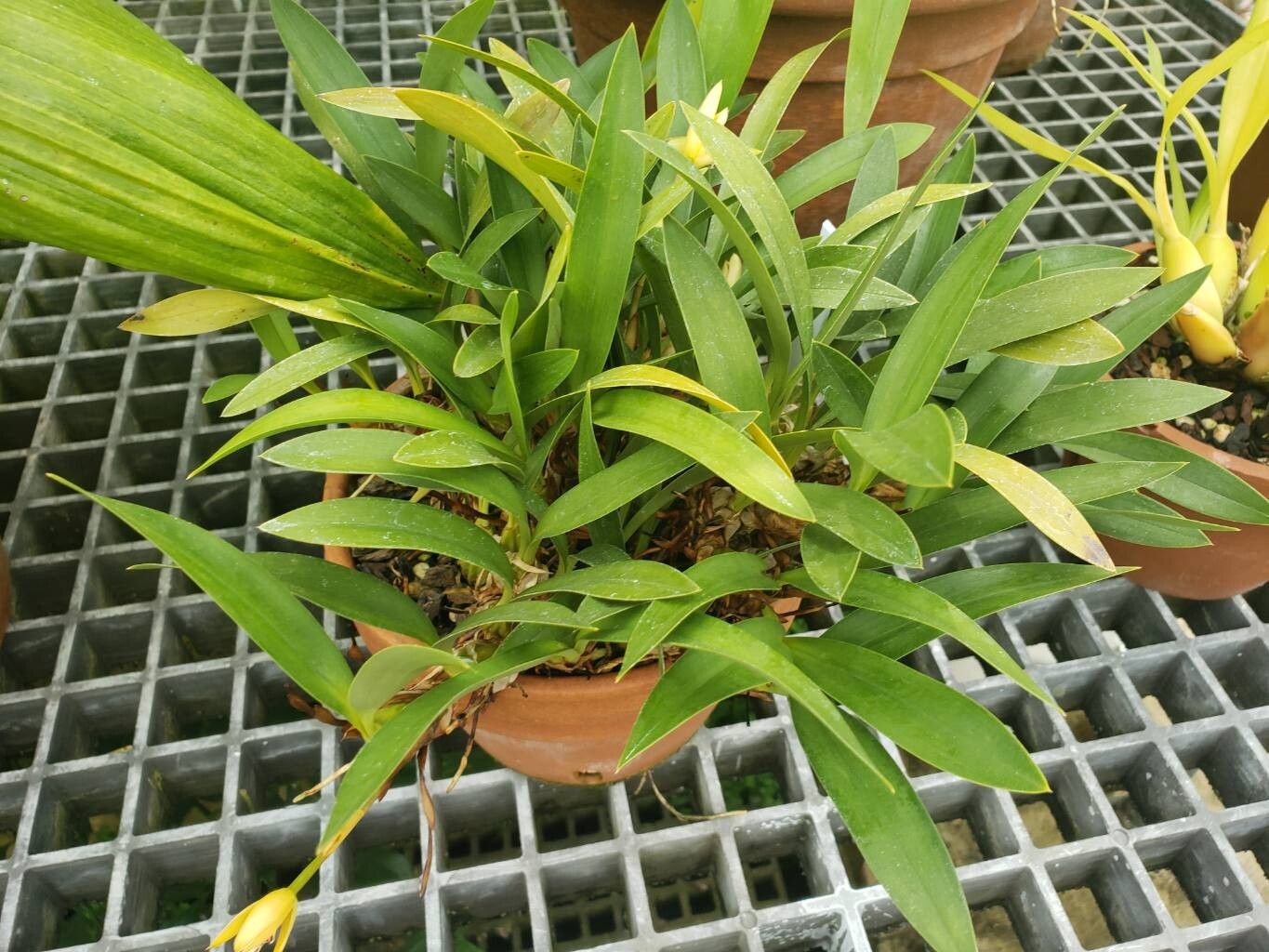 Maxillaria chrysantha habit