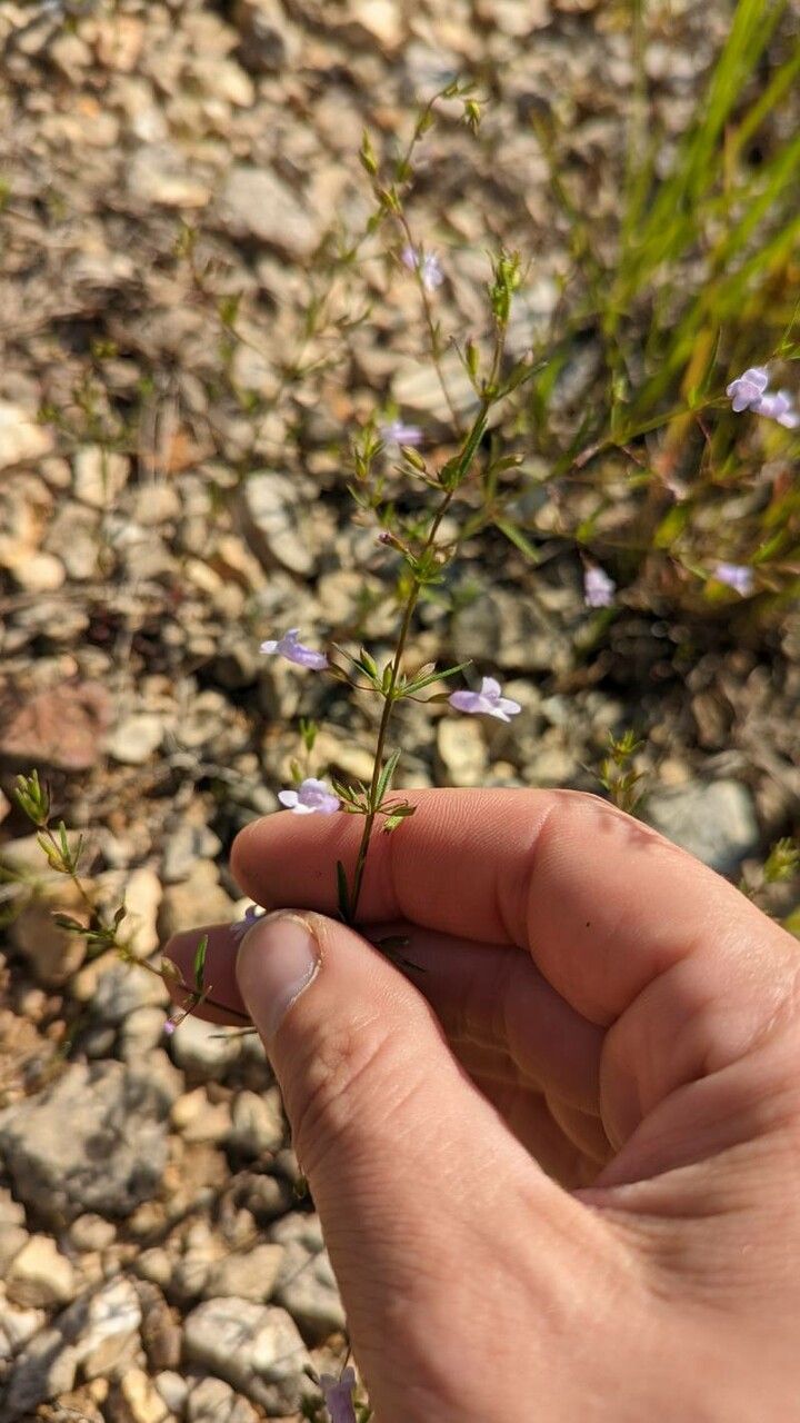 Clinopodium glabellum flower