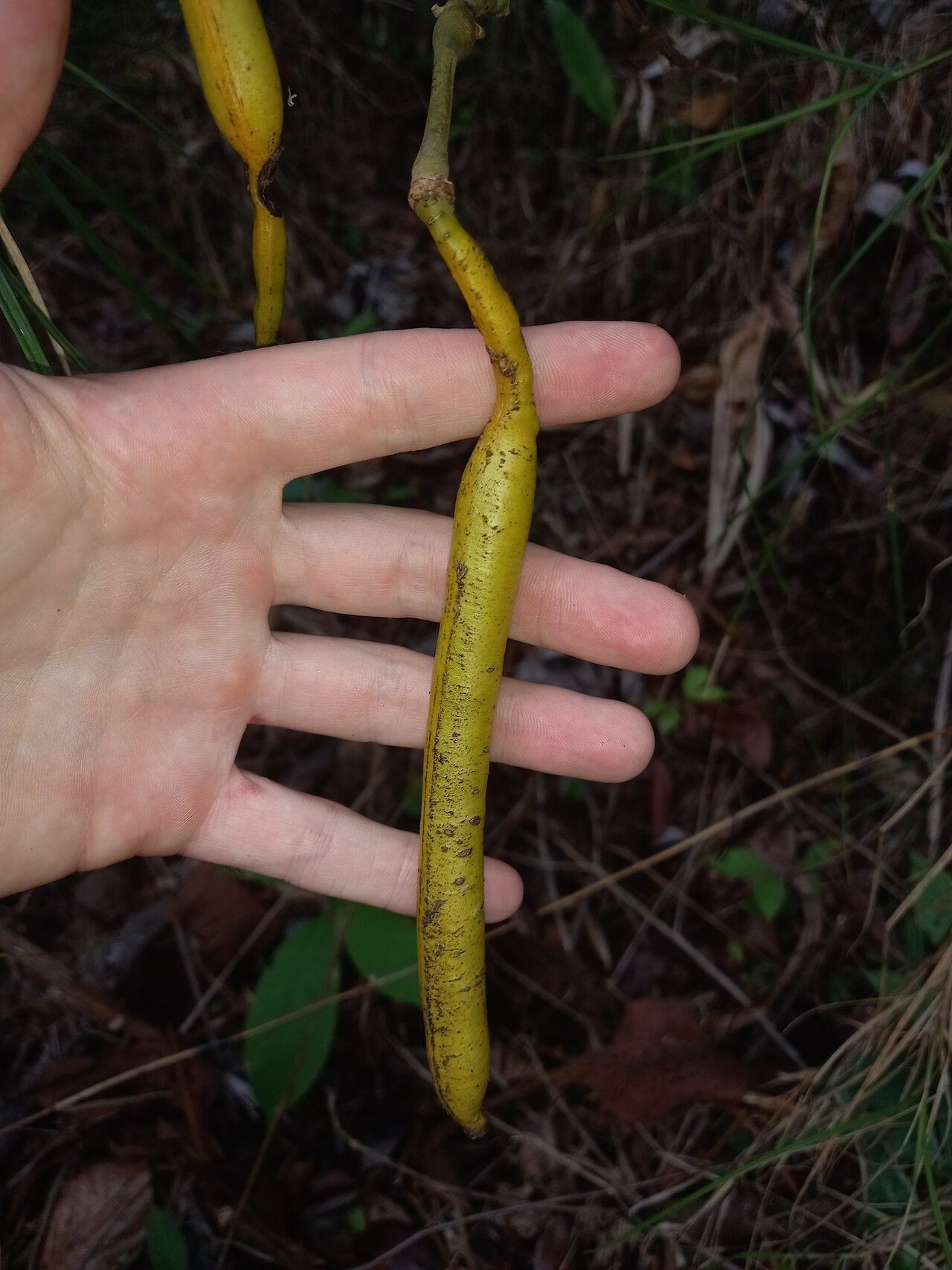 Senna latifolia fruit