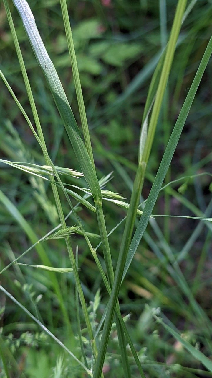 Bromus inermis leaf