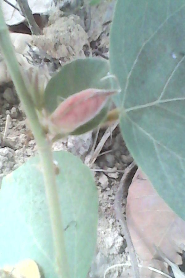 Flemingia faginea flower