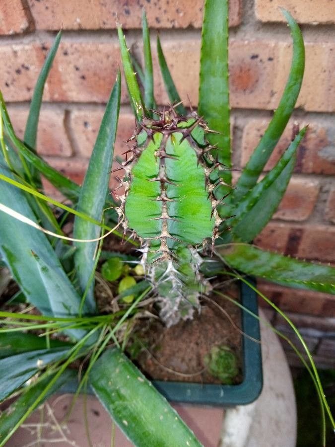 Euphorbia virosa leaf
