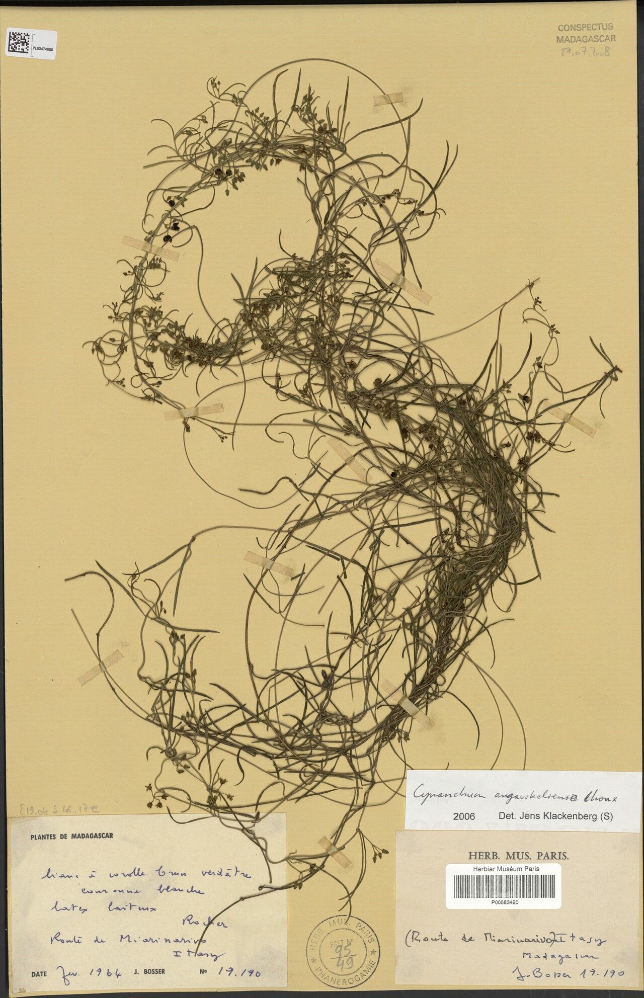 Cynanchum angavokeliense — houseplant care guide