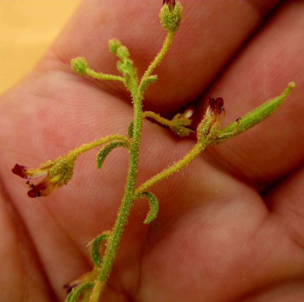 Cleome amblyocarpa flower