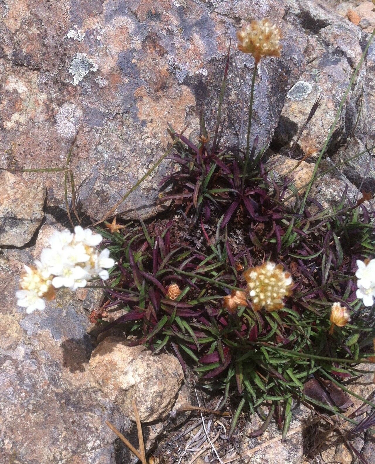 Armeria colorata — houseplant care guide