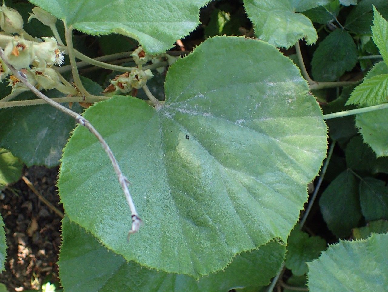 Rubus irenaeus leaf