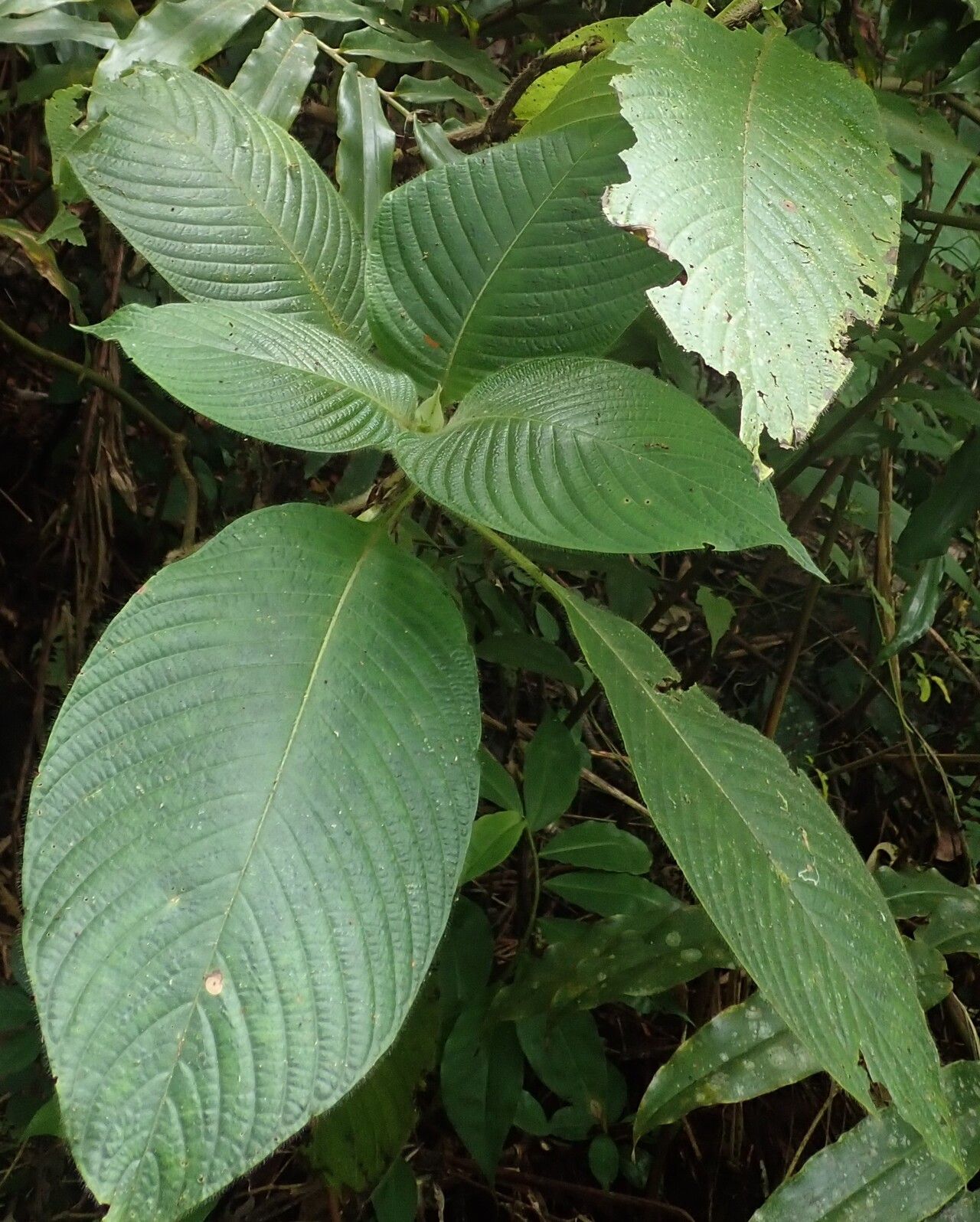 Sabicea xanthotricha — houseplant care guide