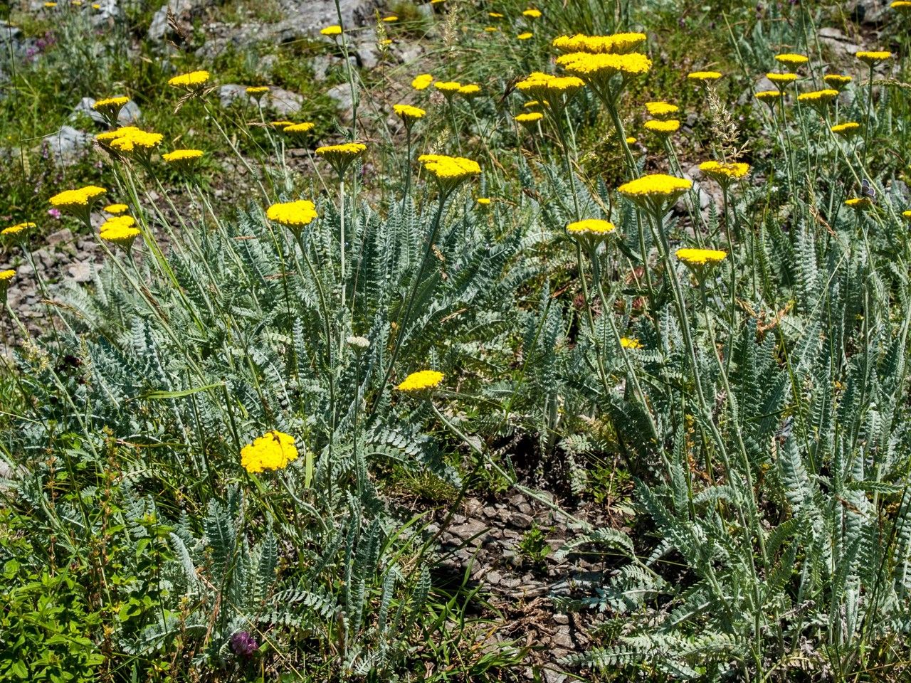Achillea coarctata flower