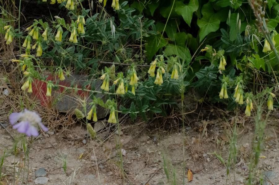 Onosma erecta flower