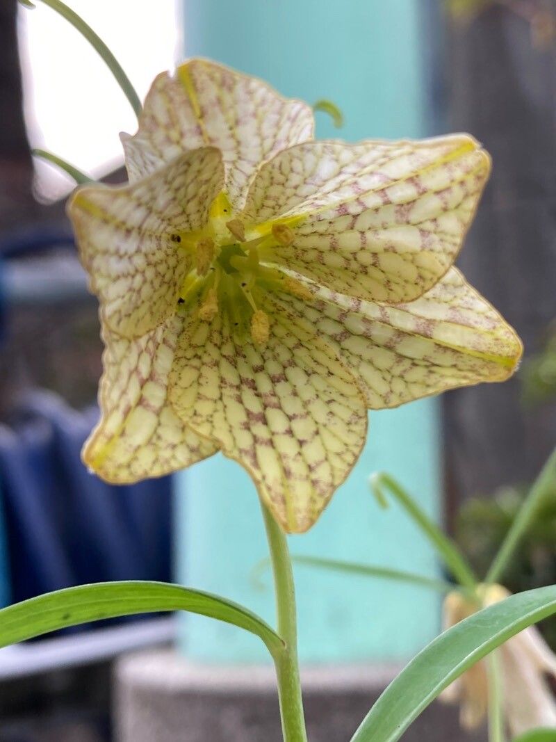 Fritillaria verticillata flower