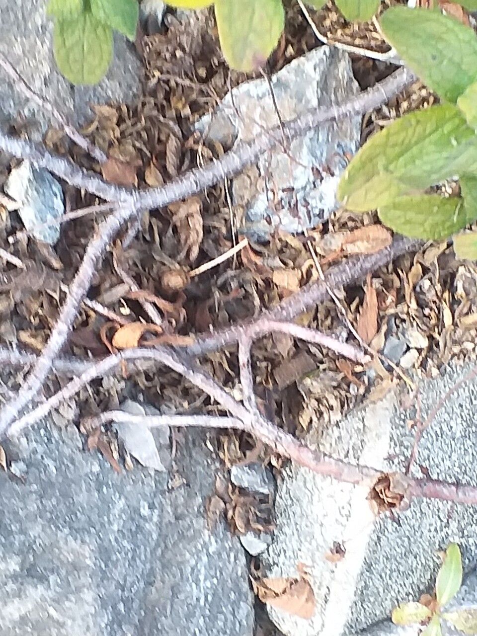 Cistus sintenisii bark