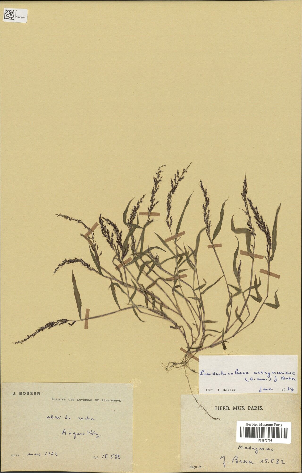 Pseudechinolaena madagascariensis — related species from the same genus