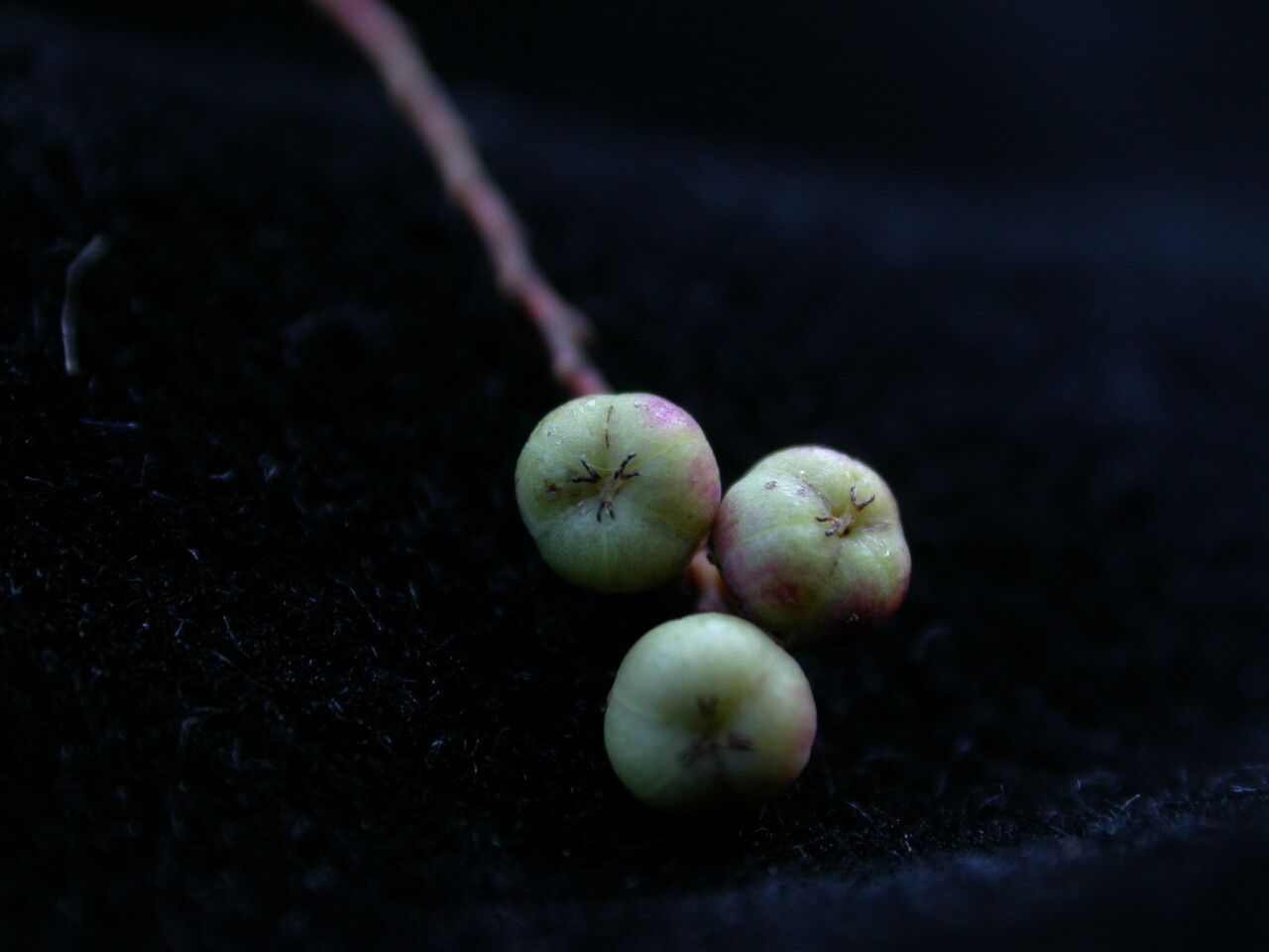 Phyllanthus clarkei fruit