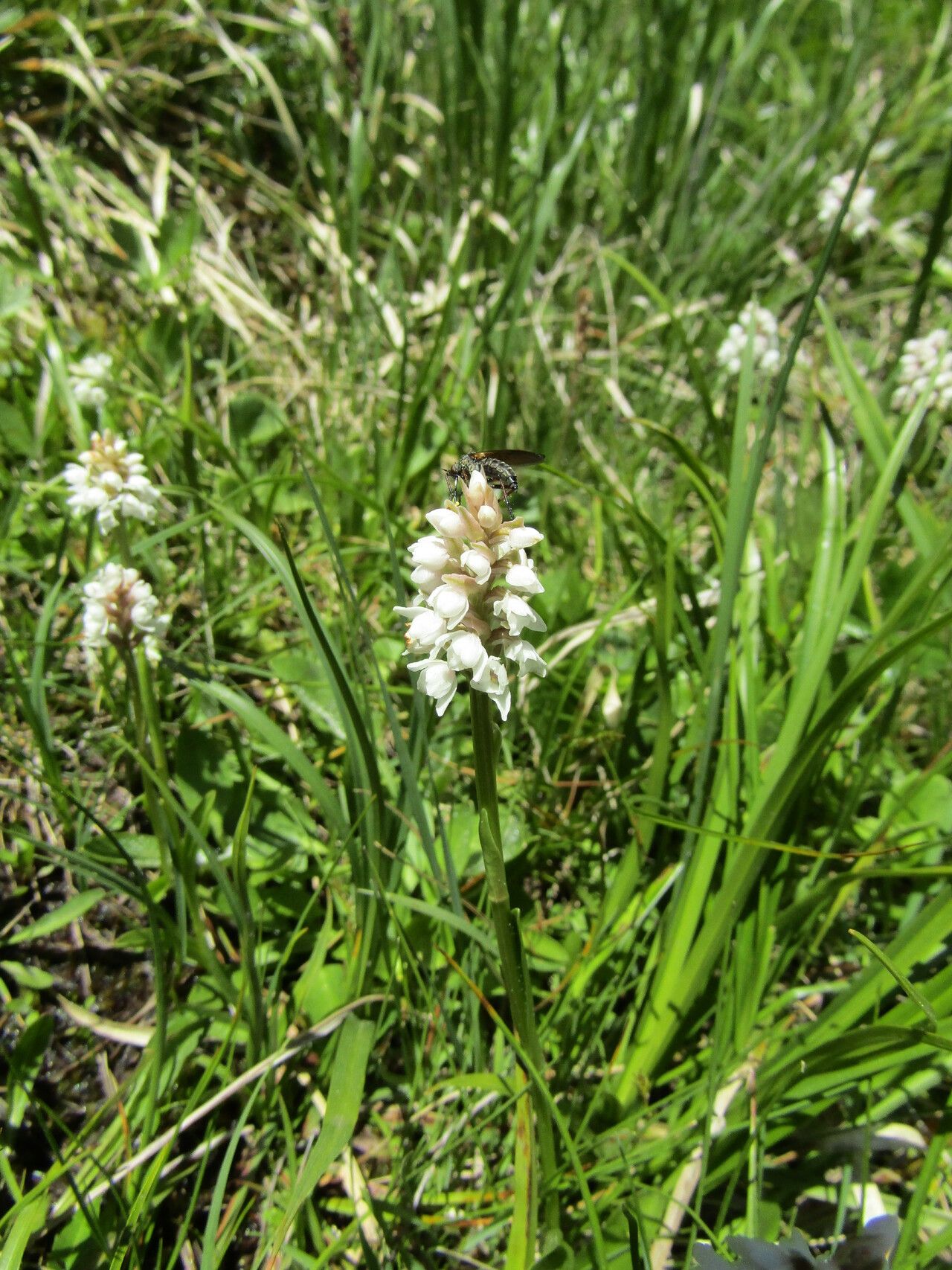 Gymnadenia frivaldii habit