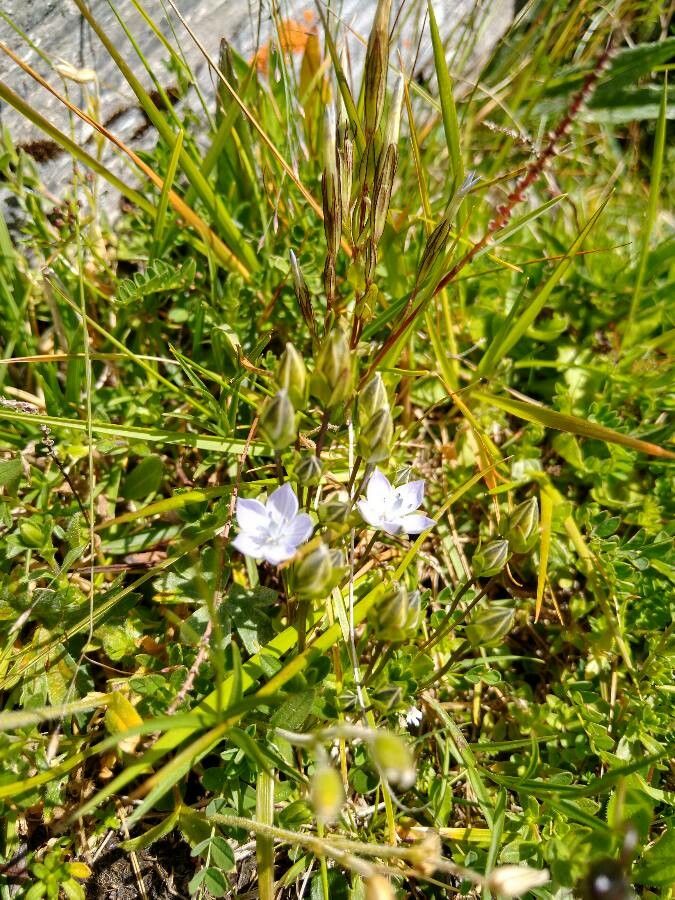 Lomatogonium carinthiacum fruit