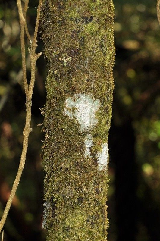 Cyathea borbonica bark