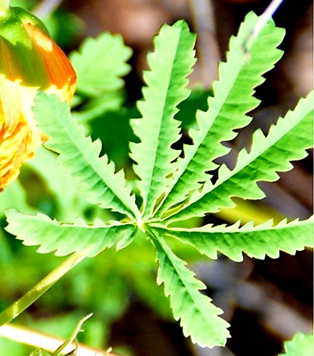 Cochlospermum palmatifidum — houseplant care guide