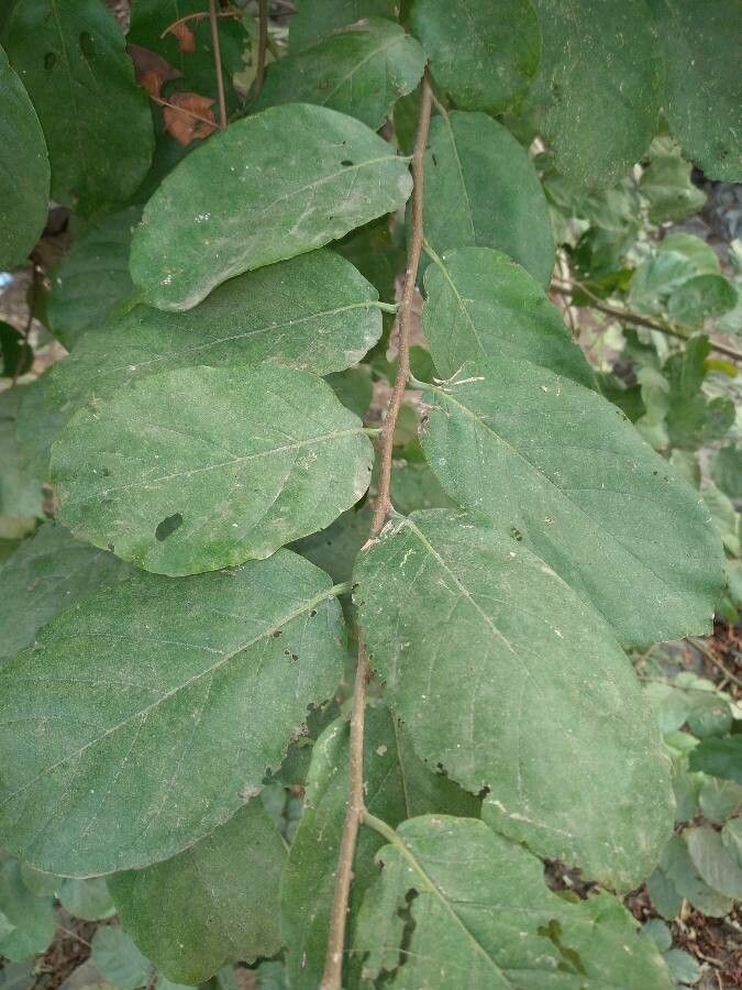 Bridelia mollis — search result for 'Namibia'