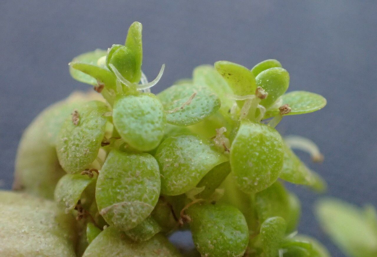 Callitriche stagnalis flower