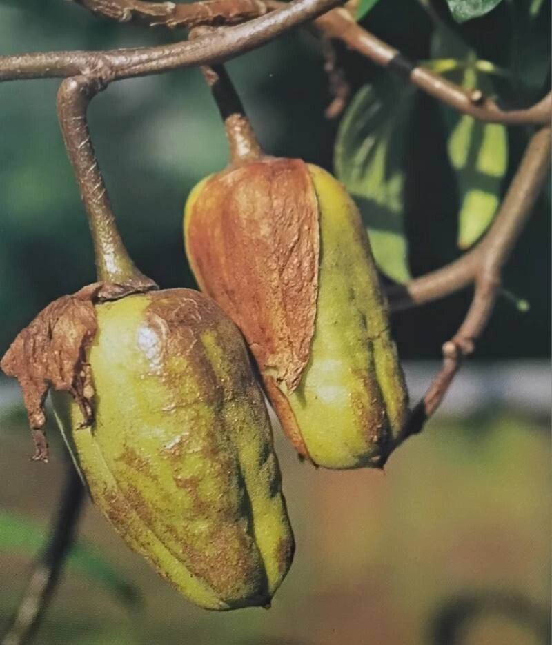 Brugmansia vulcanicola fruit