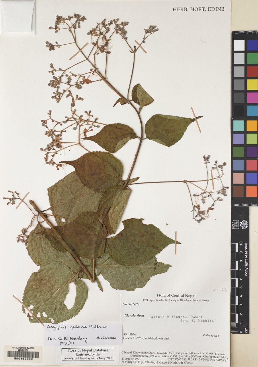 Discretitheca nepalensis other