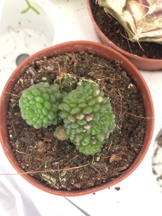 Monanthes polyphylla leaf