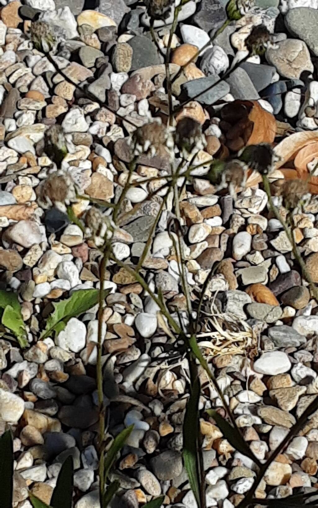 Solidago ptarmicoides bark
